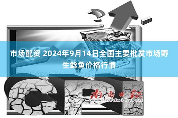 市场配资 2024年9月14日全国主要批发市场野生鲶鱼价格行情